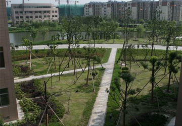 泰興市行政辦公中心大院景觀(guān)綠化