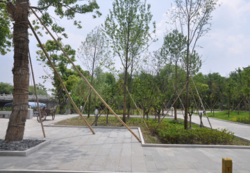 泰州華僑城商業(yè)街綠化施工實(shí)景